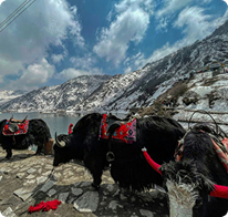 Yak closeup